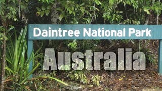 Australia Daintree Rainforest  HD [upl. by Duster756]