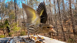 Pine Siskins Have you seen them at your feeder [upl. by Dogs859]