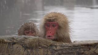 温泉に入る猿  地獄谷野猿公苑  SNOW MONKEY PARK  Nagano [upl. by Addy321]