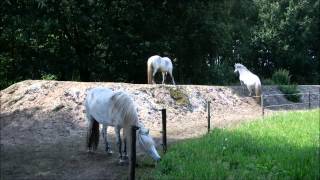 On The Right Track  Horses living in paddock paradise [upl. by Ajroj991]