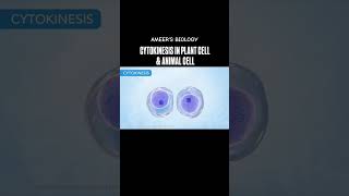 Cytokinesis in plant cell and animal cells [upl. by Enyleve]