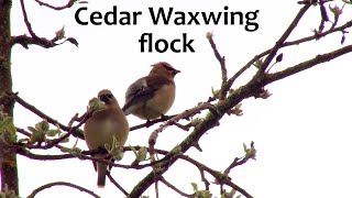 Cedar Waxwing flock sounds [upl. by Anotyad]