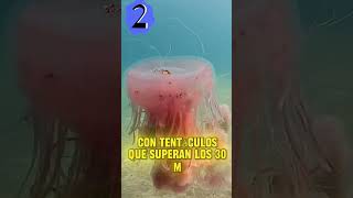 ¡TOP 5 animales MARINOS más GRANDES [upl. by Pretrice35]