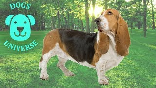 BASSET HOUND ► Characteristics and temperament 🐶 [upl. by Nevanod]