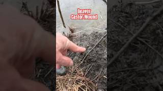 Uncovering the Beavers Territory Marking Habits trapping beaver castor [upl. by Releehw905]