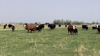 Old West crime of livestock rustling appears to be increasing in Utah [upl. by Eugenides59]