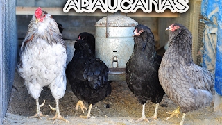 Araucanas chickens [upl. by Hamrnand]