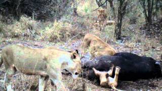 Lion Cub Stuck in Buffalo Butt [upl. by Rohn]