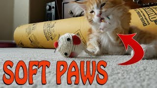 DONT DECLAW YOUR CAT Try Soft Paw Nail Caps Instead [upl. by Winslow124]