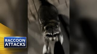 CAUGHT ON VIDEO Officials issue warning after 2 potentially rabid raccoon attacks near Princeton [upl. by Nosyerg]