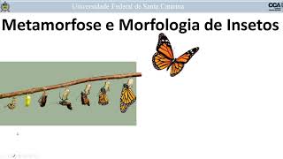 Metamorfose e Morfologia de insetos [upl. by Nela]