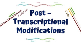 Post Transcriptional Modifications  mRNA processing  5 Capping  Poly A Tail  Splicing [upl. by Tarrant]