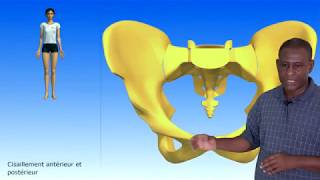 Articulations du bassinLa symphyse pubienne [upl. by Naesad34]