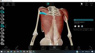 Músculos de la rotación interna y rotación externa de hombro [upl. by Idihsar]