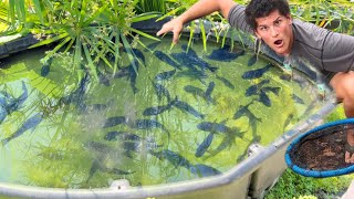 Trapping EXOTIC FISH At The Fish FARM [upl. by Anitselec]