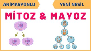 Mitoz ve Mayoz Bölünme  7SINIF FEN BİLİMLERİ 2 ÜNİTE [upl. by Annaya723]