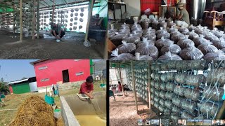 Manipurda Lan maraki karbarMushroom farming [upl. by Assej]