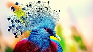 Most Beautiful  Victoria Crowned Pigeon [upl. by Elrae]