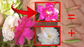 How to grow portulaca plants amp flowers Pollinating moss rose flower Hybrid mixed colour and ideas [upl. by Ylekalb426]