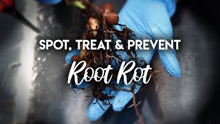 Root Rot 101  How to Spot Treat and PREVENT Root Rot [upl. by Spada]