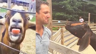 Goats Screaming Like Humans Try Not to Laugh 🐐 😲 😀 😂 🤣 February 2021 Compilation [upl. by Airetak]