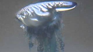 Portuguese ManoWar jellyfish  CORTEZ SEALIFE AQUARIUM [upl. by Kailey227]