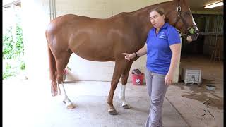 Pre Pre Purchase Exam What to look for when looking at a horse [upl. by Fang]