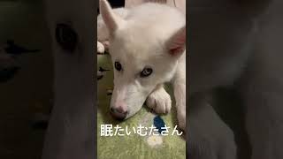 眠いじょー￣￣ シベリアンハスキー dog 可愛い ハスキーパピー 癒し 子犬 [upl. by Aleuqahs417]