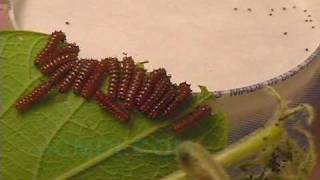 Swallowtail Butterfly Life Cycle  Pipevine Swallowtail V00608 [upl. by Armond]