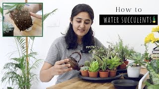 All You Need to Know About Watering Succulents [upl. by Sherburne195]