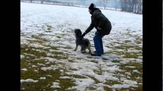 Standard Schnauzer Salt and Pepper Protection Training CAL1CAL2 Pepe 14 months old [upl. by Eisserc]