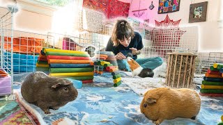 Cage Cleaning  5 Guinea Pig Herds [upl. by Parthena]