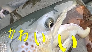 【世界一愛嬌あふれる顔面サーモン】Beauty of Atlantic Salmon【美魚図鑑 75cm級×6匹】 [upl. by Swords684]