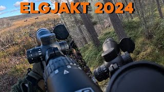 ELGJAKT MED HUND HØSTEN 2024  GOPRO [upl. by Blanding490]