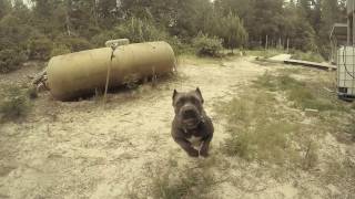 Cane Corso Attack  Dozer Jaws Play [upl. by Sang]