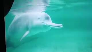 RARE FOOTAGE Baiji or Yangtze River dolphin filmed before the species became functionally extinct [upl. by Elena970]