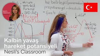 Kalbin yavaş hareket potansiyeli [upl. by Eidda]