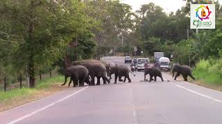 Wild elephants crossing the road in srilanka [upl. by Eenad]