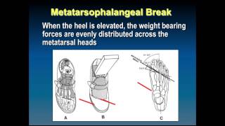 565 Biomechanics of Gait [upl. by Anneyehc]