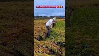 Did the farmers crop fall due to rain 😭🙏 shorts farming jugaad farmer tarika [upl. by Ellimac638]