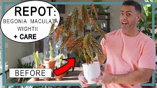 Repotting  Caring for my Angel Wing Polka Dot Begonia Maculata Wightii Crucial Care Tips  Repot [upl. by Naesyar719]