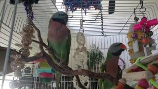 Moustache Parakeets Vocal Interactions [upl. by Ayahsal]