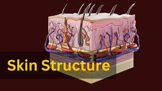 quotSkin Anatomy and Physiology Explained The Science Behind Your Skinquot [upl. by Nwahsar]