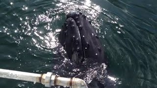 Humpback Whale Scratches On Boat [upl. by Asseram563]