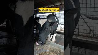 Maheshpur boss BD DAILY AGRO VLOGS 500subscribers [upl. by Pulsifer]