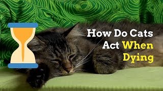 How to Know if Your Cat Is Dying  Signs and Things to Do [upl. by Amadis]