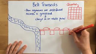 Belt Transects  p68 [upl. by Eintroc285]