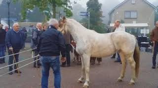 paardenmarkt Heeten [upl. by Ragas]