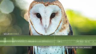 Eastern Barn Owl Sounds amp Calls [upl. by Augy]