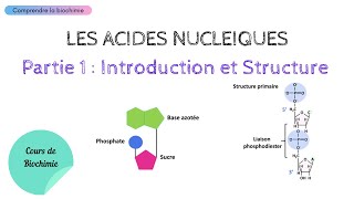 ACIDES NUCLEIQUES  INTRODUCTION ET STRUCTURE  Biochimie Facile [upl. by Schiff]